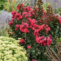 Crepe Myrtle Infinitini Magenta (Lagerstroemia) - Ladybird Nursery
