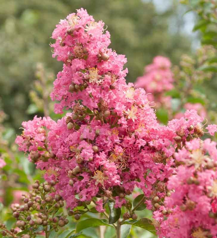Crepe Myrtle Comanche (Lagerstroemia) - Ladybird Nursery