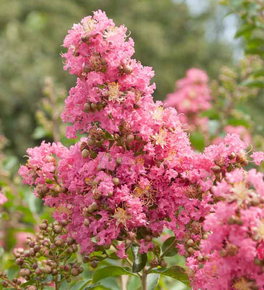Crepe Myrtle Comanche (Lagerstroemia)