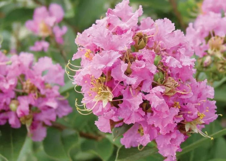 Crepe Myrtle Dwarf Pink (Lagerstroemia indica) - Ladybird Nursery