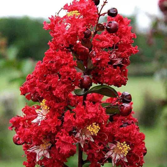 Crepe Myrtle Dwarf Red (Lagerstroemia indica) - Ladybird Nursery