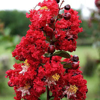 Crepe Myrtle Dwarf Red (Lagerstroemia indica)