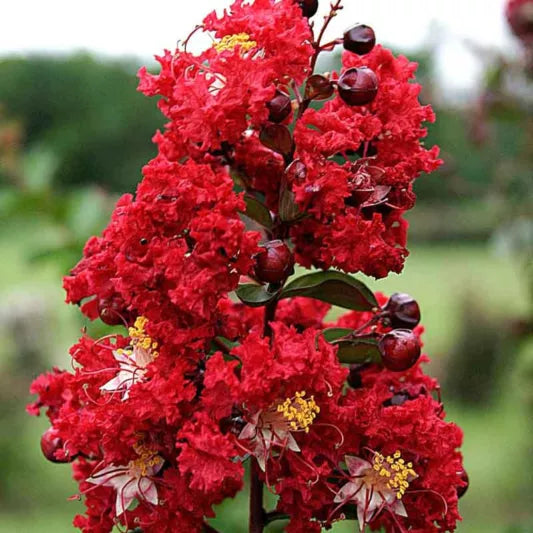 Crepe Myrtle Dwarf Red (Lagerstroemia indica)