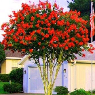 Intended Lagerstroemia (Grande Red™) - Ladybird Nursery