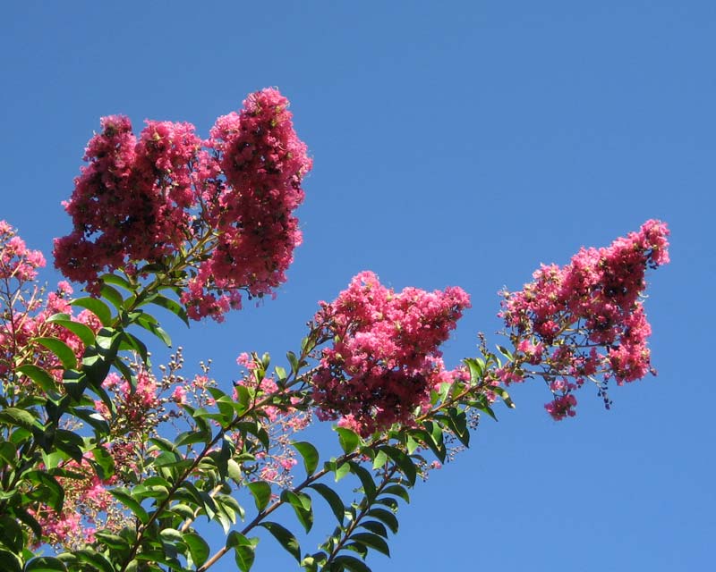 Crepe Myrtle Bush Form x fauriei Hopi (Lagerstroemia indica) - Ladybird Nursery