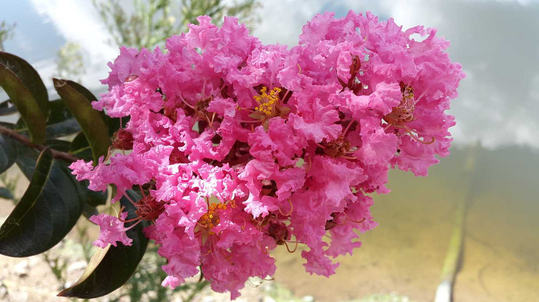 Crepe Myrtle Indian Summer (Lagerstroemia) - Ladybird Nursery