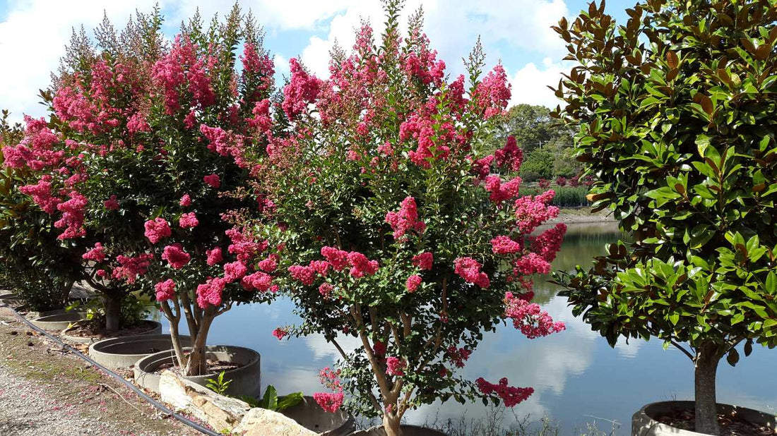 Crepe Myrtle Indian Summer (Lagerstroemia) - Ladybird Nursery