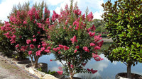 Crepe Myrtle Indian Summer (Lagerstroemia)