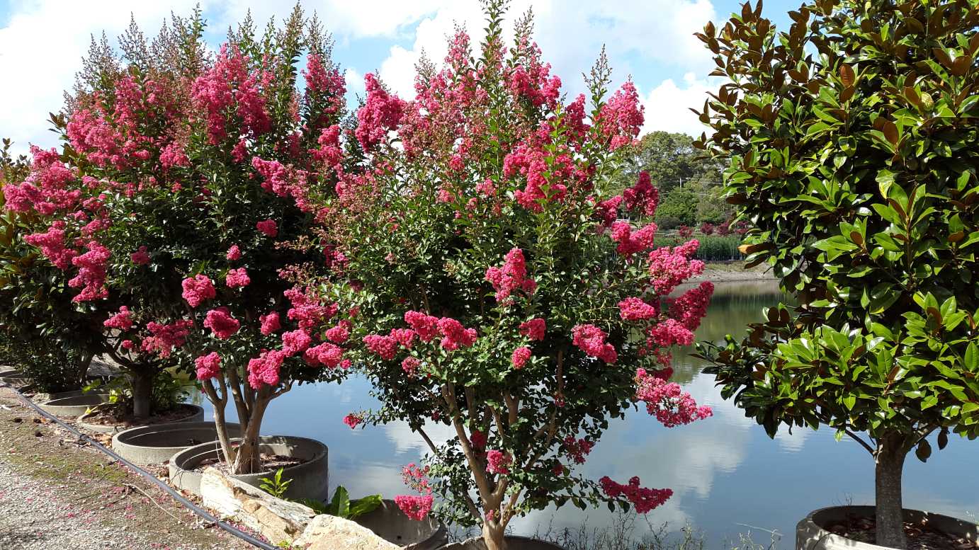 Crepe Myrtle Indian Summer (Lagerstroemia) - Ladybird Nursery