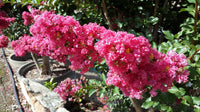 Crepe Myrtle Indian Summer (Lagerstroemia) - Ladybird Nursery