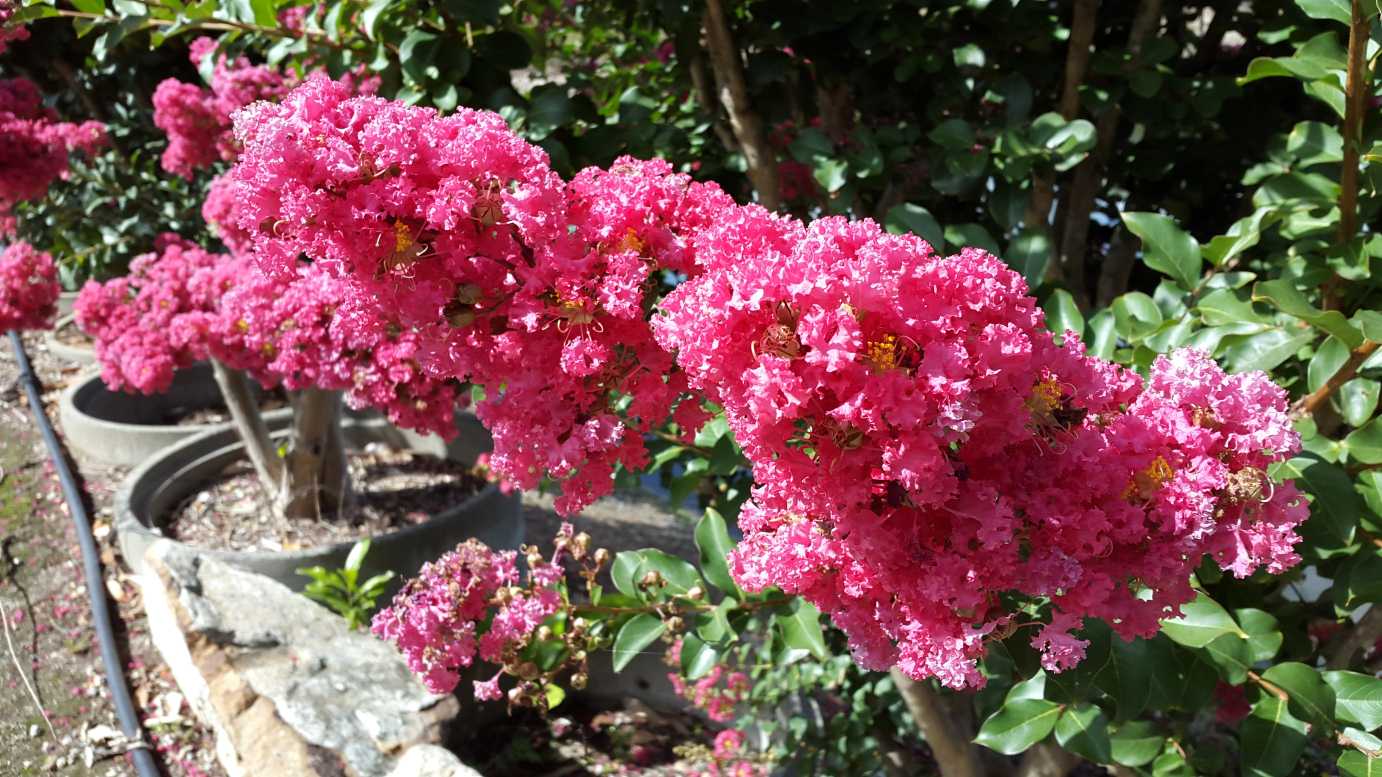 Crepe Myrtle Indian Summer (Lagerstroemia) - Ladybird Nursery