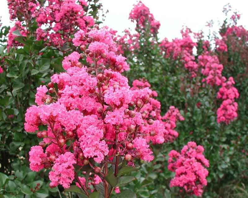 Crepe Myrtle Pecos (Lagerstroemia) - Ladybird Nursery