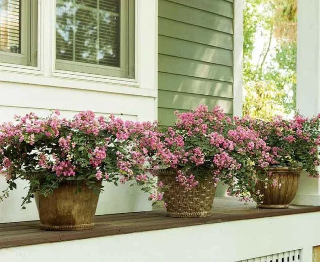 Crepe Myrtle Infinitini Brite Pink (Lagerstroemia) - Ladybird Nursery
