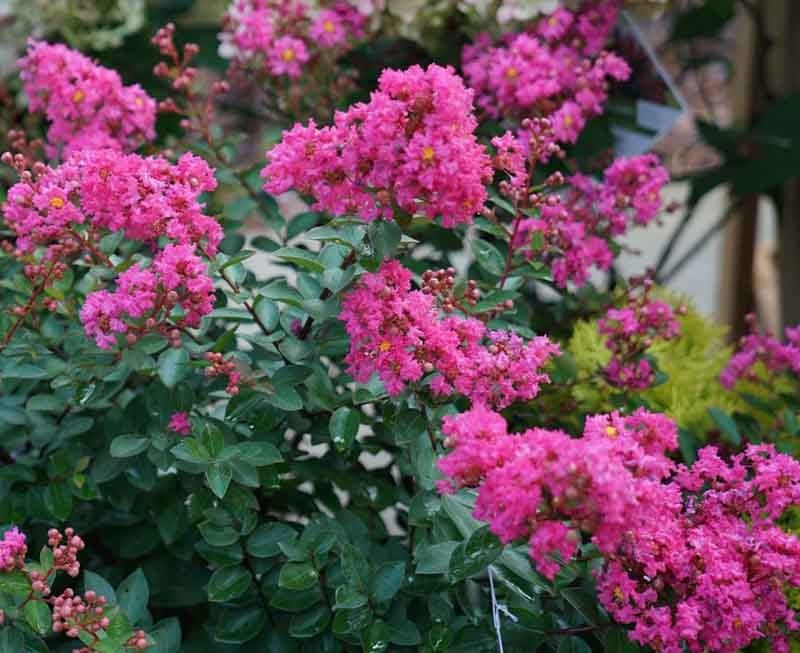 Crepe Myrtle Infinitini Brite Pink (Lagerstroemia) - Ladybird Nursery