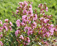 Crepe Myrtle Infinitini Orchid (Lagerstroemia) - Ladybird Nursery