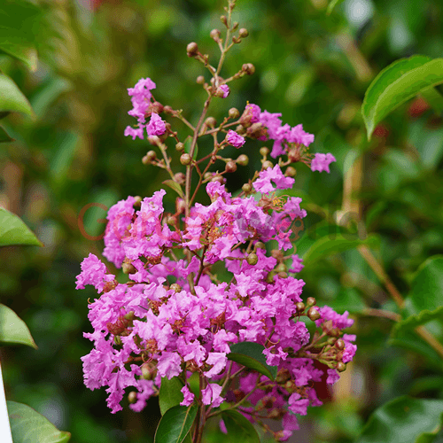 Crepe Myrtle Lipan (Lagerstroemia) - Ladybird Nursery