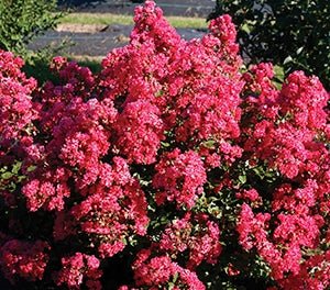 Crepe Myrtle Infinitini Magenta (Lagerstroemia) - Ladybird Nursery