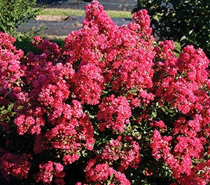 Crepe Myrtle Infinitini Magenta (Lagerstroemia)
