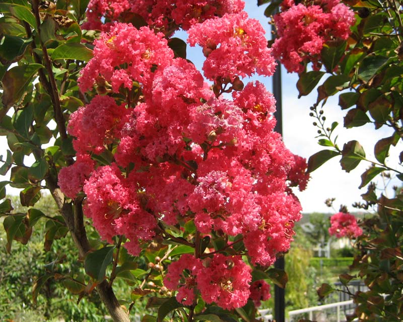 Crepe Myrtle Miami (Lagerstroemia) - Ladybird Nursery