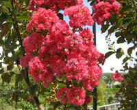 Crepe Myrtle Miami (Lagerstroemia)