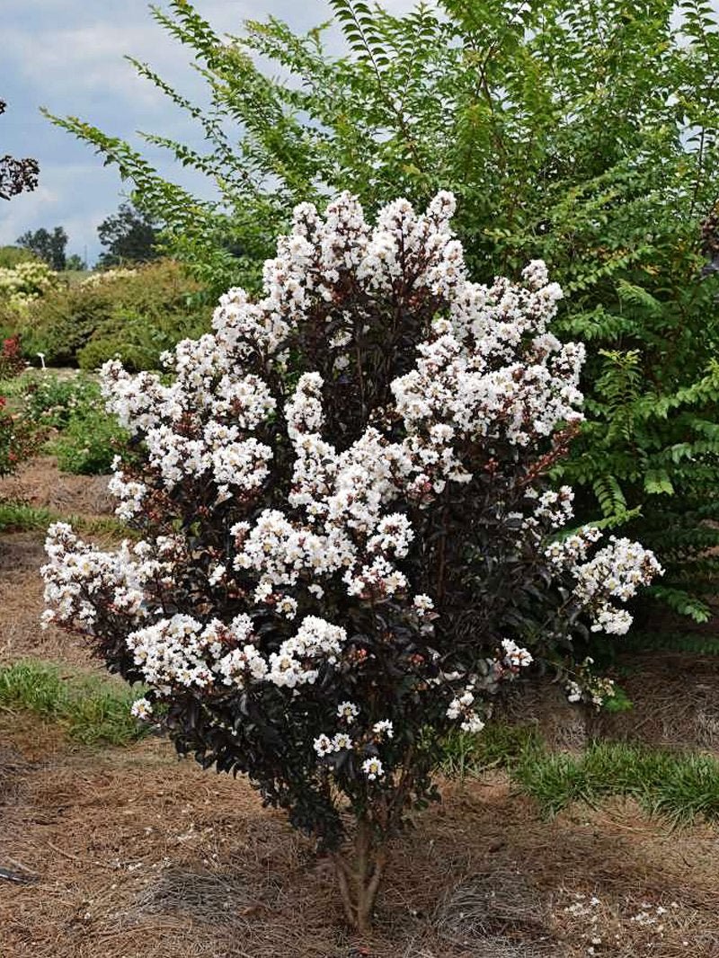 Crepe Myrtle Diamonds in the Dark Pure White (Lagerstroemia) - Ladybird Nursery