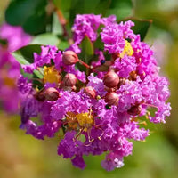 Crepe Myrtle Zuni (Lagerstroemia)
