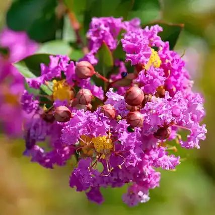 Crepe Myrtle Zuni (Lagerstroemia) - Ladybird Nursery