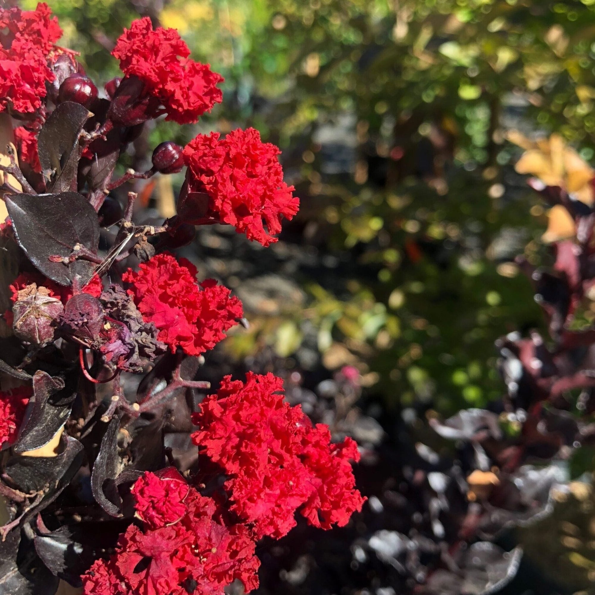 Crepe Myrtle Diamonds in the Dark Red Hot (Lagerstroemia) - Ladybird Nursery