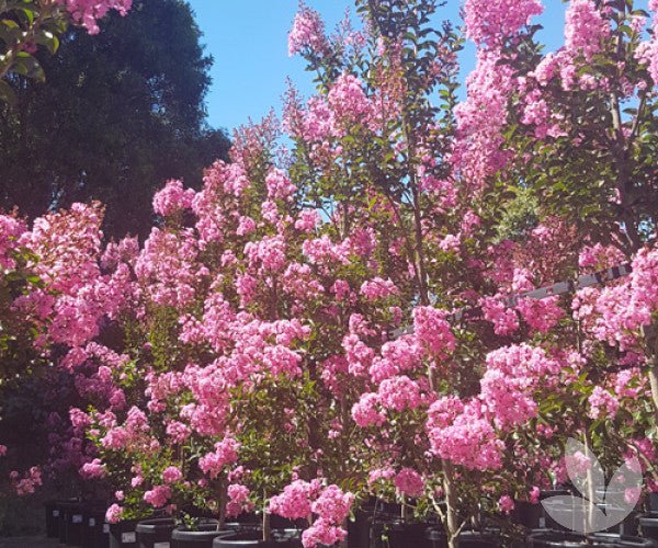Crepe Myrtle Tree Form x fauriei Sioux (Lagerstroemia indica) - Ladybird Nursery