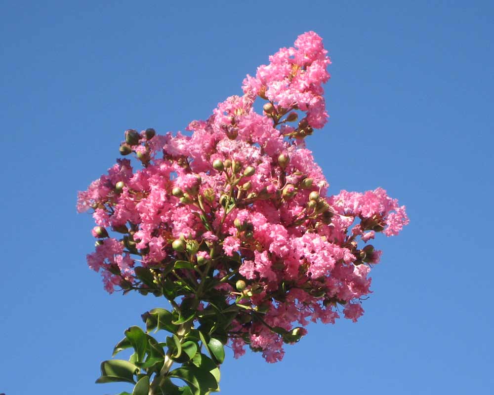 Crepe Myrtle Bush Form x fauriei Sioux (Lagerstroemia indica) - Ladybird Nursery
