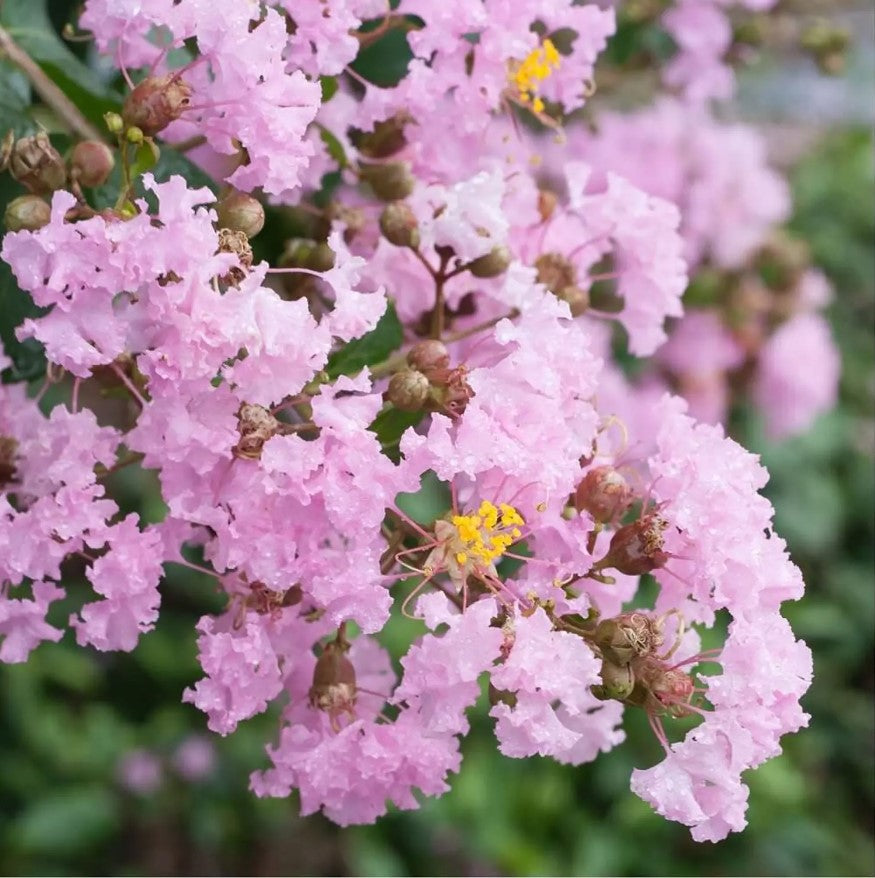Crepe Myrtle Soir d ete (Lagerstroemia)