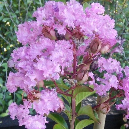 Crepe Myrtle Soir d ete (Lagerstroemia) - Ladybird Nursery