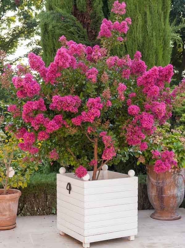 Crepe Myrtle Tonto (Lagerstroemia)