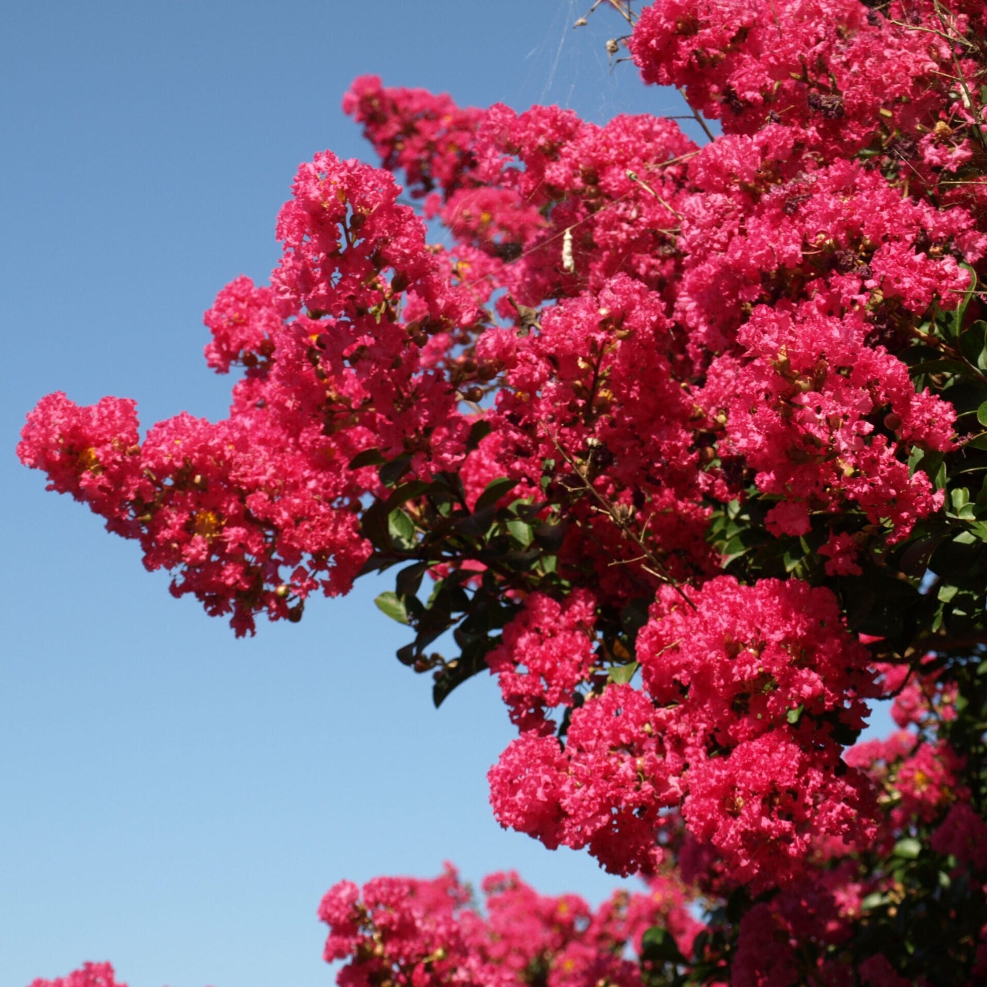 Crepe Myrtle Pink (Lagerstroemia indica) - Ladybird Nursery