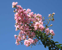 Crepe Myrtle Yuma (Lagerstroemia) - Ladybird Nursery