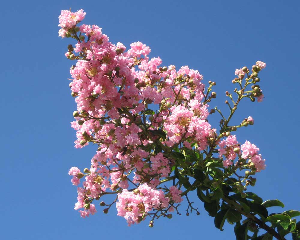 Crepe Myrtle Yuma (Lagerstroemia) - Ladybird Nursery