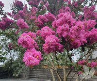 Crepe Myrtle Tree Form x fauriei Lipan (Lagerstroemia indica) - Ladybird Nursery