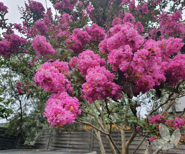 Crepe Myrtle Bush Form x fauriei Zuni Purple (Lagerstroemia indica)
