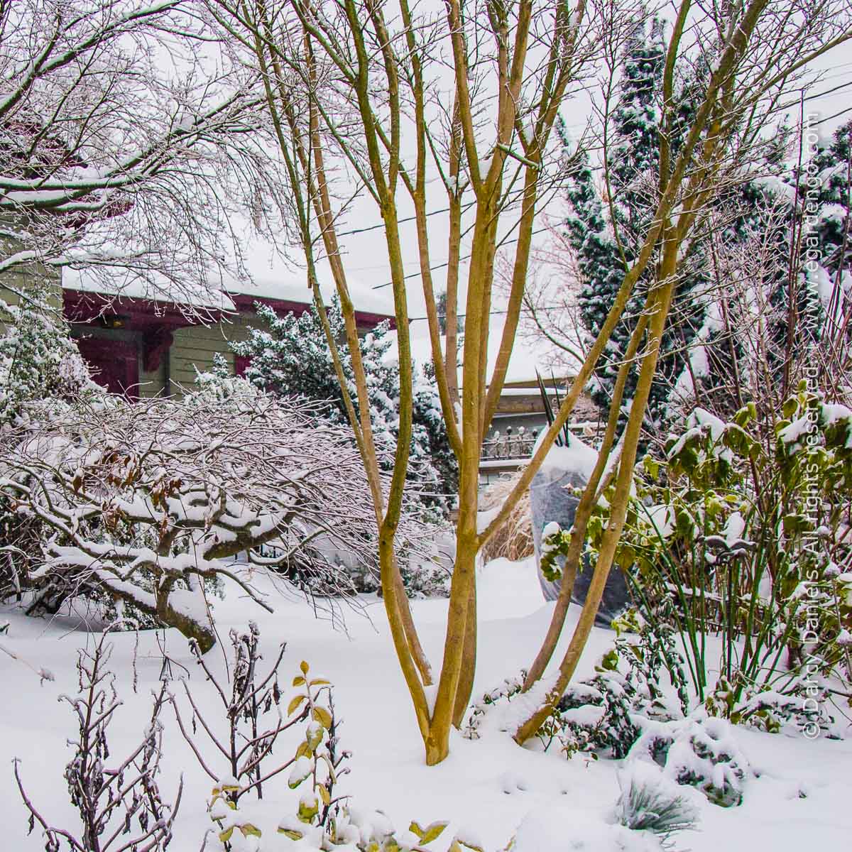 Crepe Myrtle Zuni (Lagerstroemia)