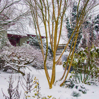 Crepe Myrtle Zuni (Lagerstroemia)