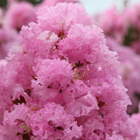 Crepe Myrtle Soir d ete (Lagerstroemia)
