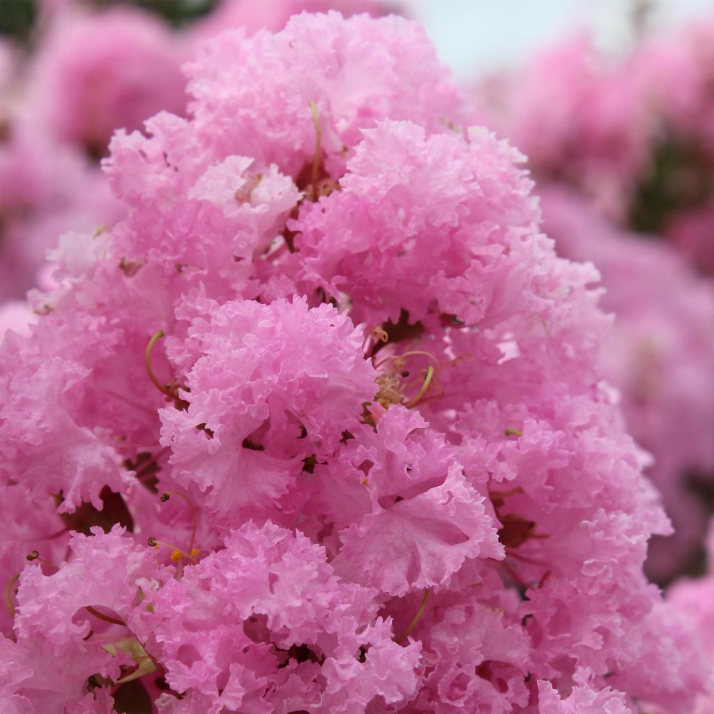 Crepe Myrtle Soir d ete (Lagerstroemia) - Ladybird Nursery