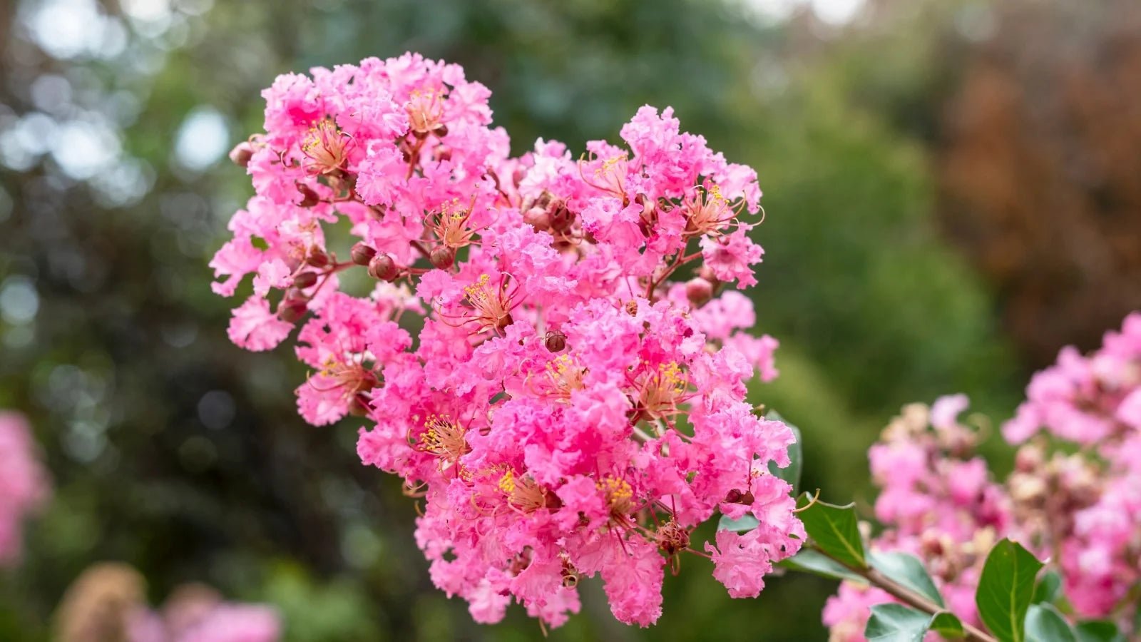 Crepe Myrtle Dwarf Pink (Lagerstroemia indica) - Ladybird Nursery