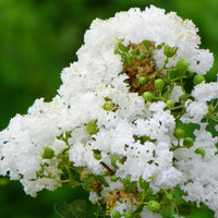 Crepe Myrtle Bush Form x fauriei Natchez White (Lagerstroemia indica) - Ladybird Nursery