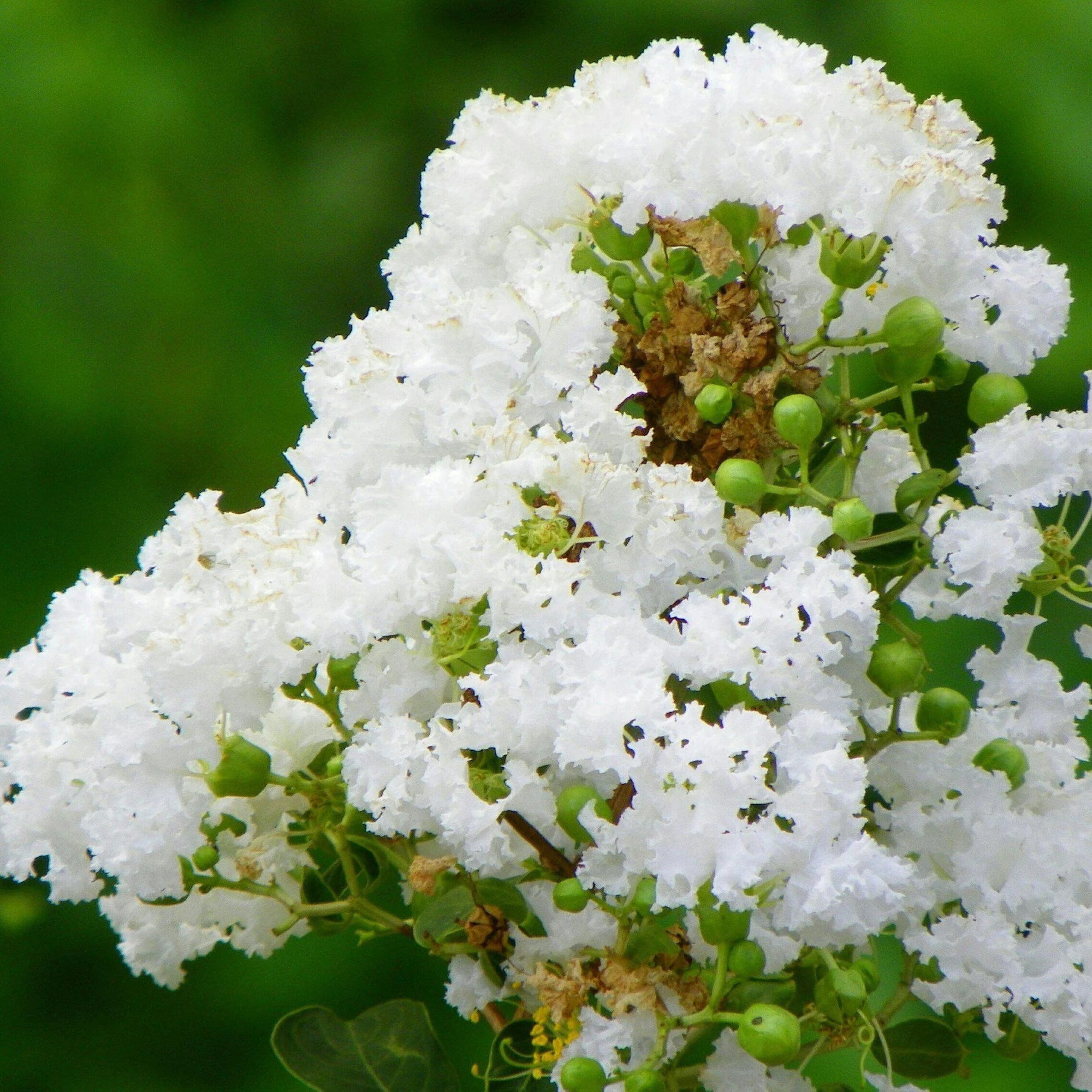 Crepe Myrtle Bush Form x fauriei Natchez White (Lagerstroemia indica) - Ladybird Nursery