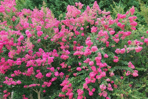 Crepe Myrtle Heliotrope Beauty (Lagerstroemia indica)