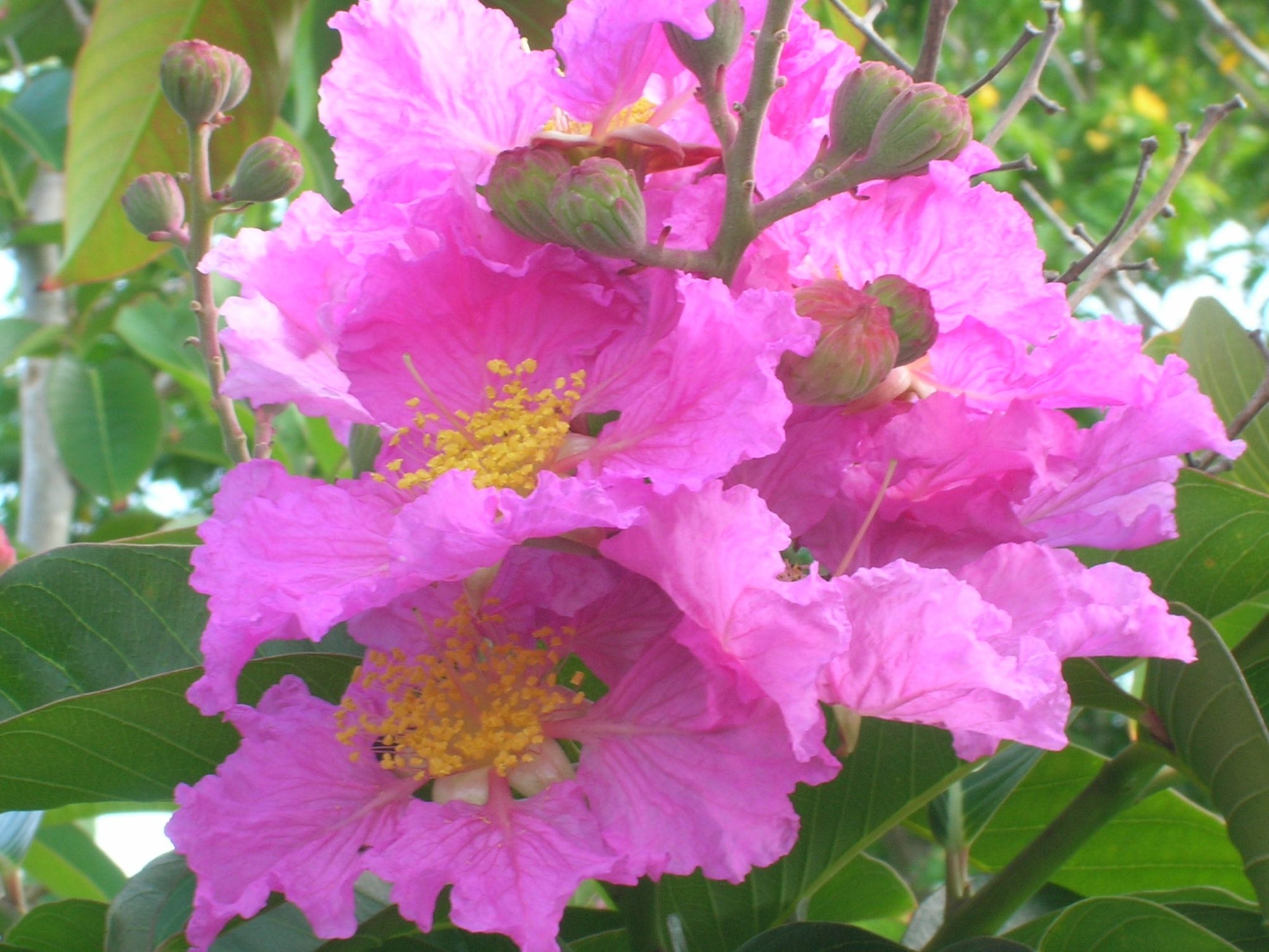 Queens Crepe Myrtle (Lagerstroemia speciosa) - Ladybird Nursery