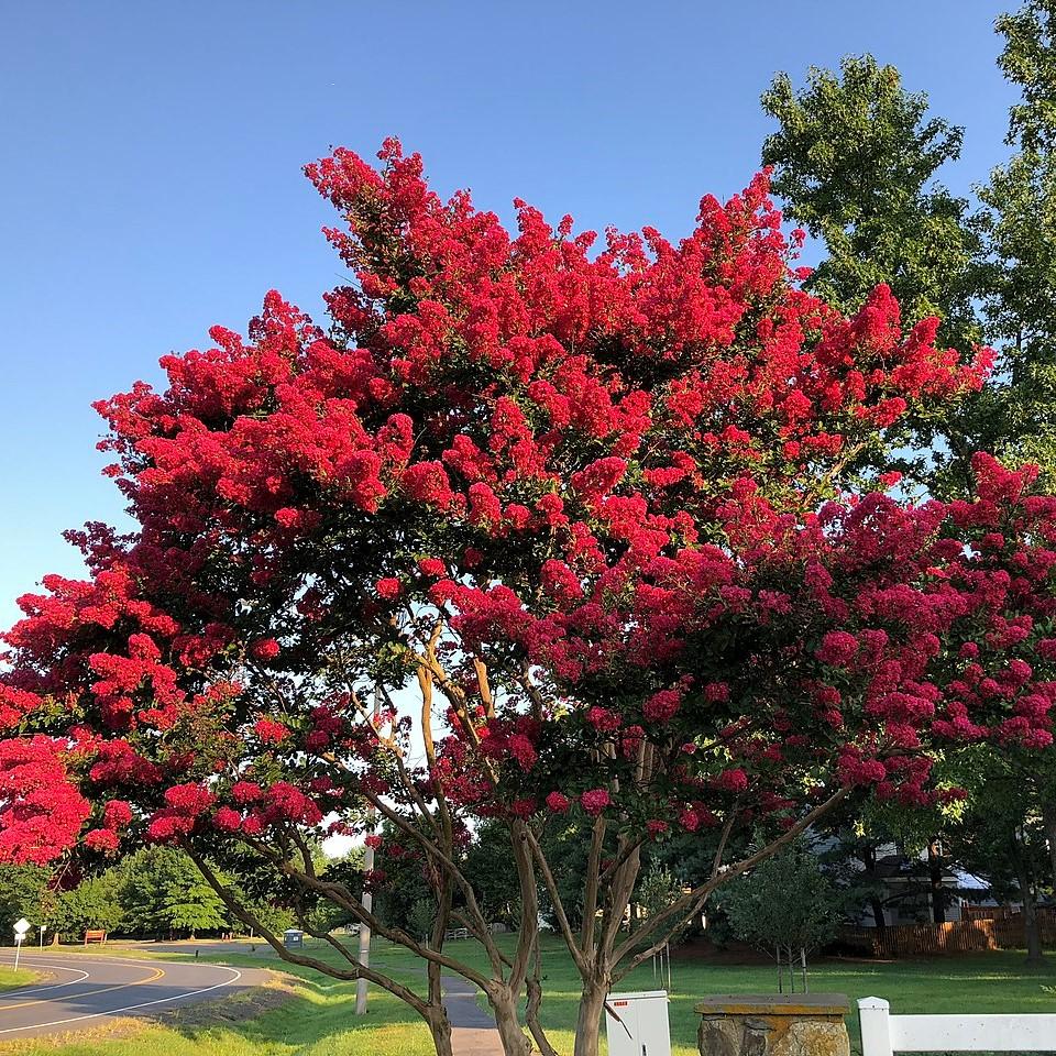Crepe Myrtle Scarlet Retreat (Lagerstroemia) - Ladybird Nursery