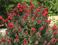 Crepe Myrtle Enduring Summer Red (Lagerstroemia) - Ladybird Nursery