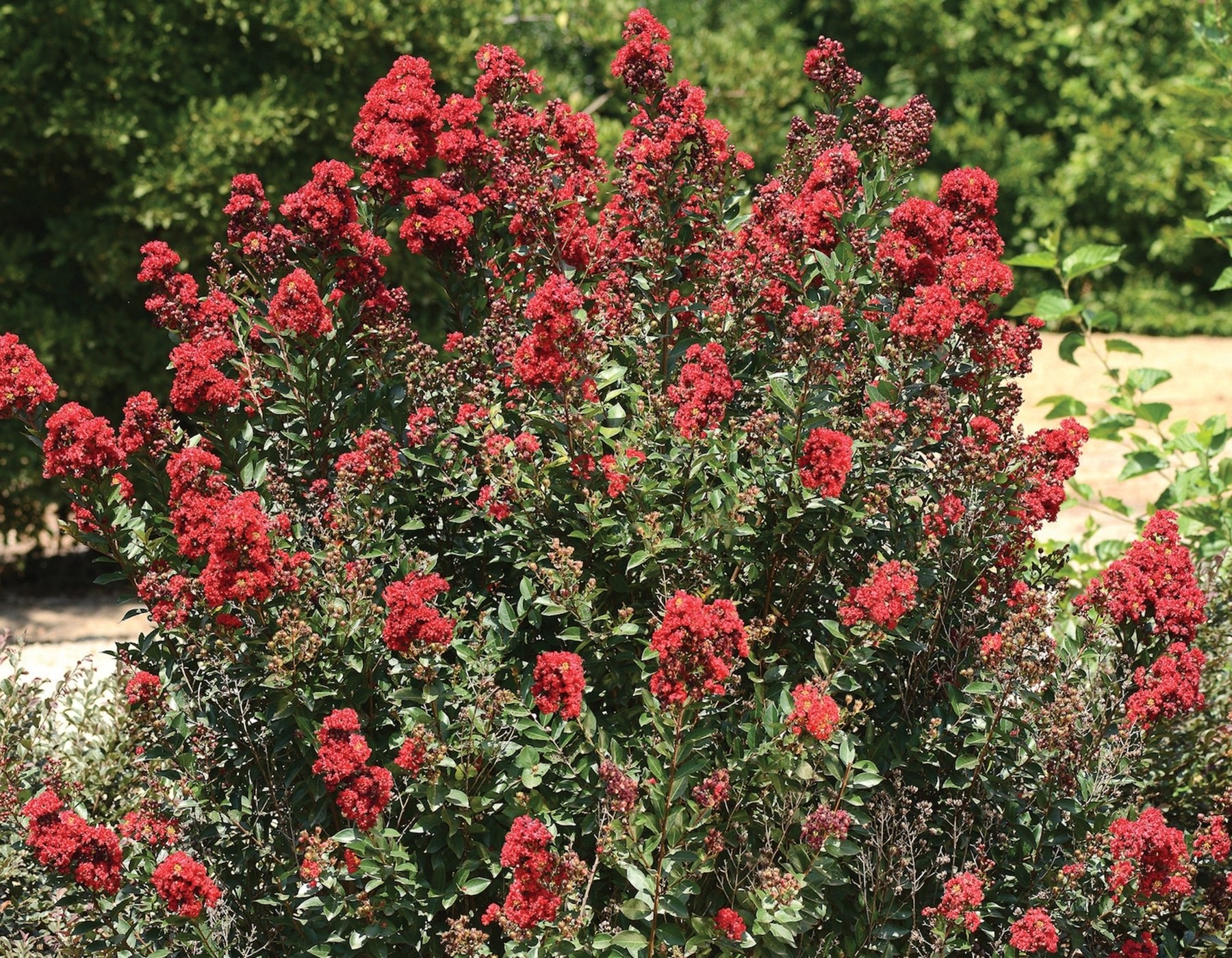 Crepe Myrtle Enduring Summer Red (Lagerstroemia) - Ladybird Nursery